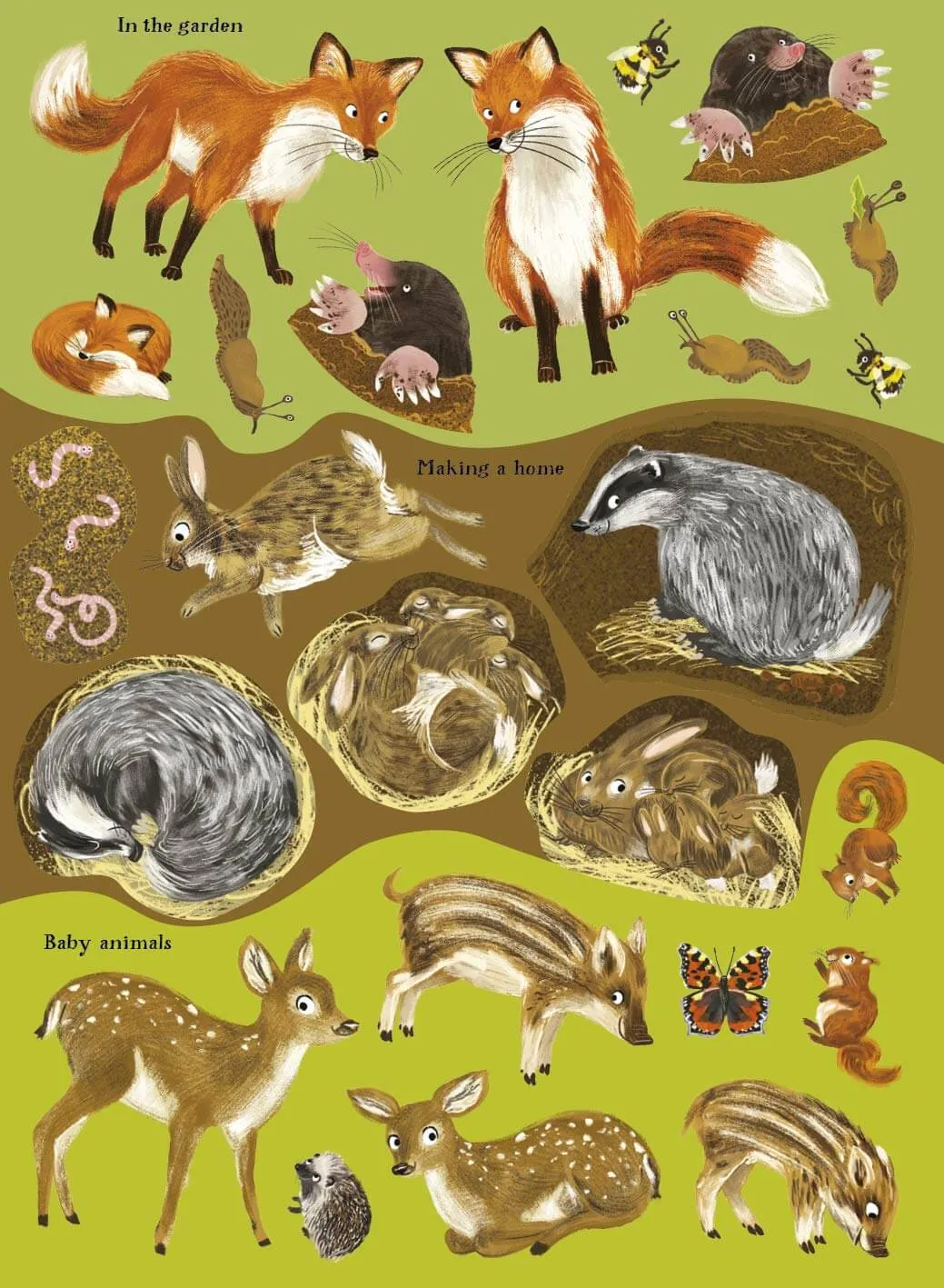 Hedgehogs, Hares & other British Animals