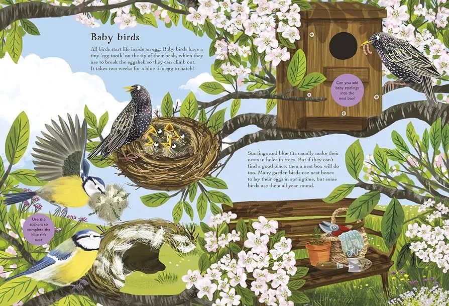 Robins, Wrens & other British Birds