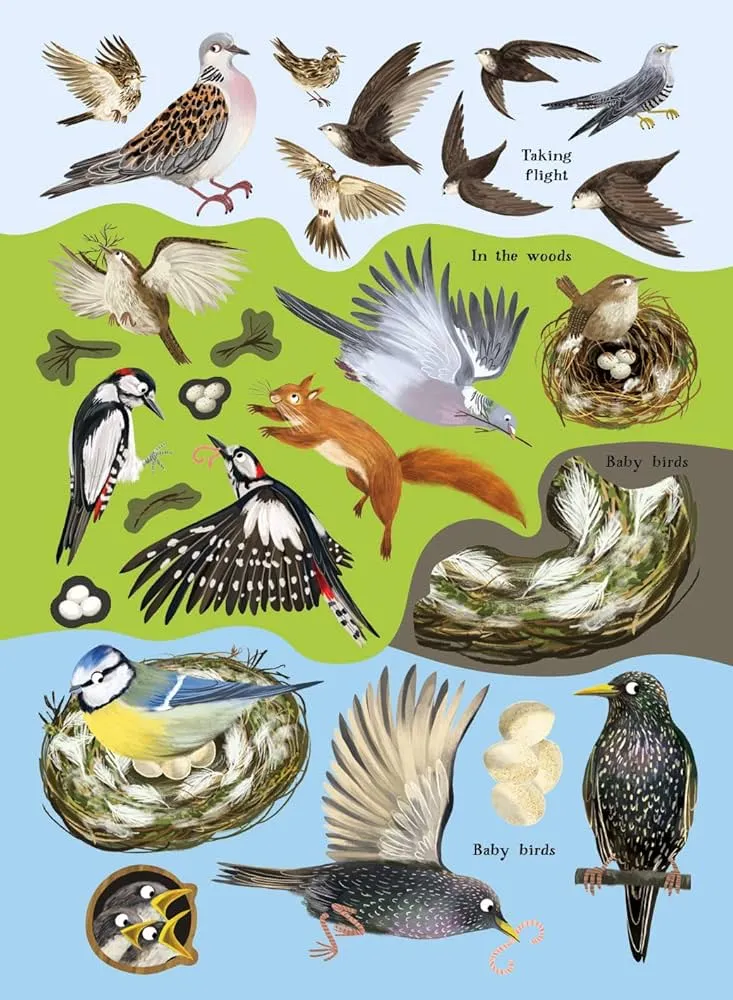 Robins, Wrens & other British Birds